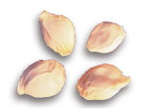 Múka z jadier grepu